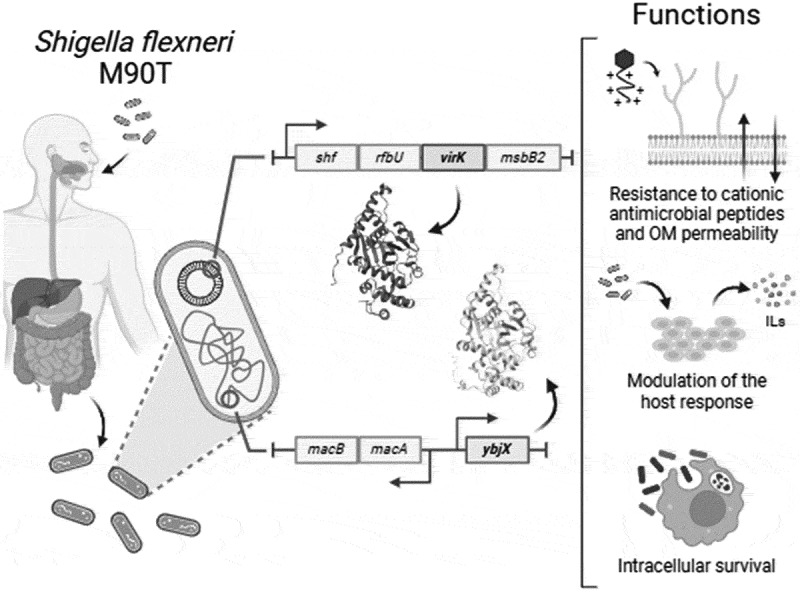 Figure 19