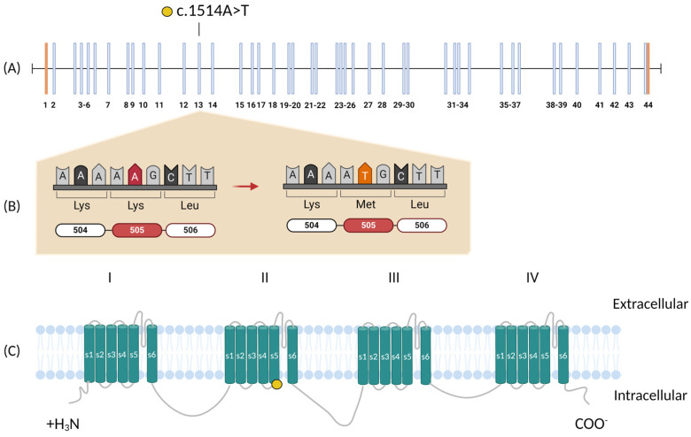 Figure 2