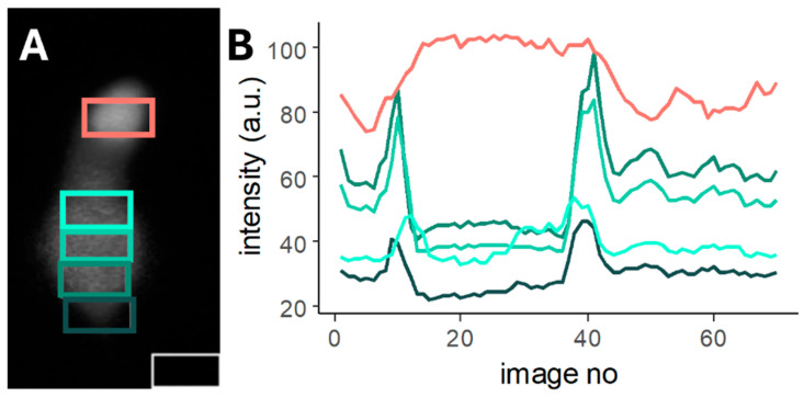 Figure 7