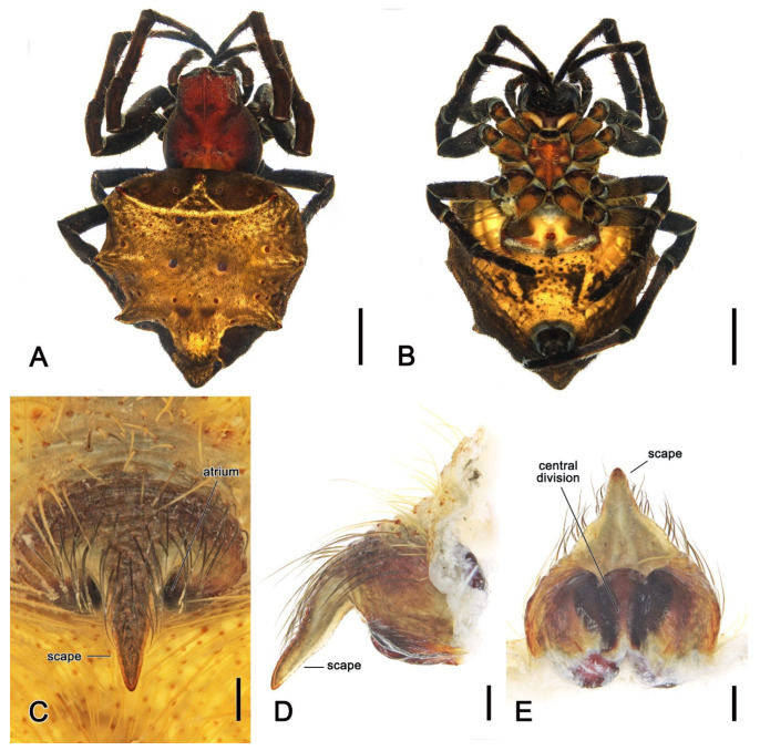 Figure 4