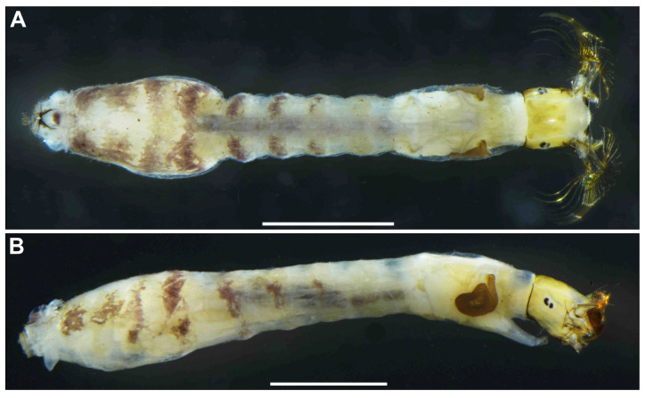 Figure 15