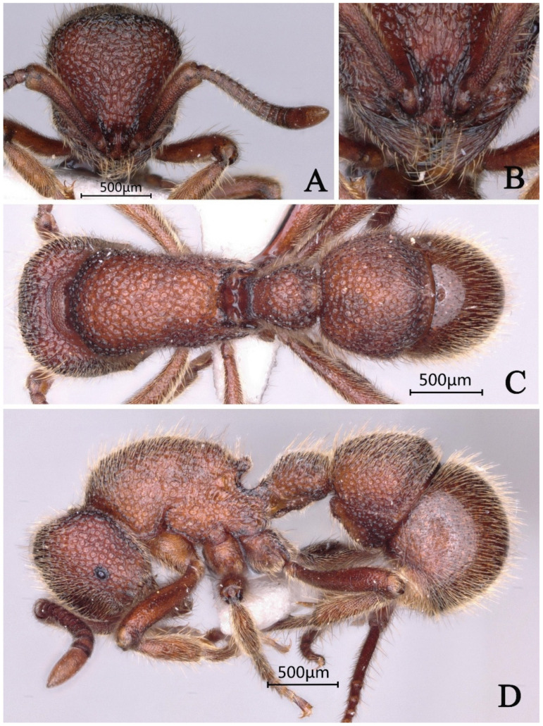 Figure 19