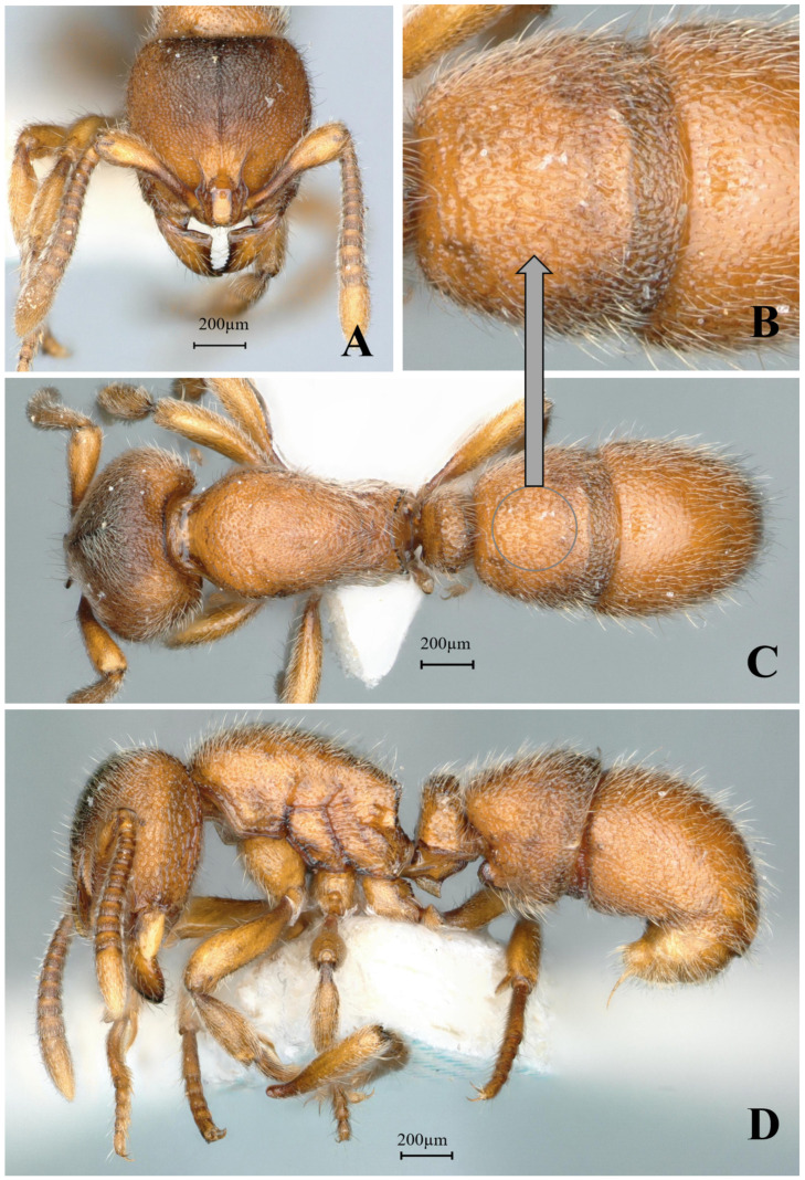 Figure 25