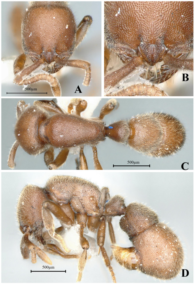 Figure 30