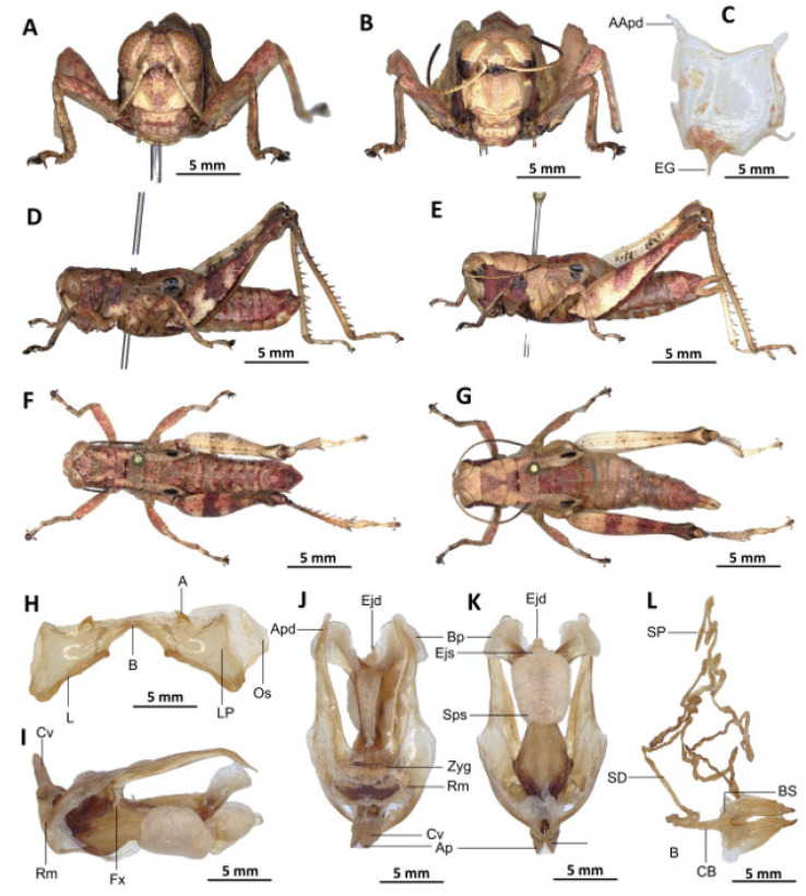 Figure 17