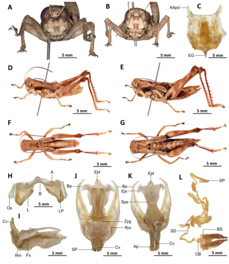 Figure 18
