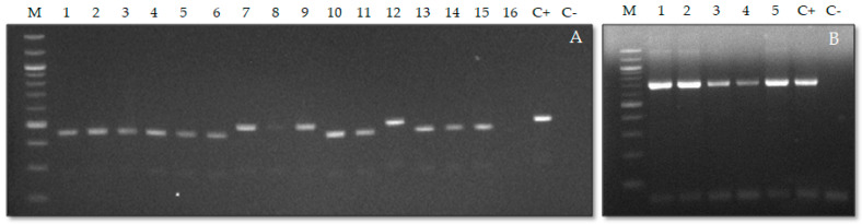 Figure 5