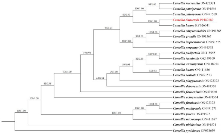 Figure 5
