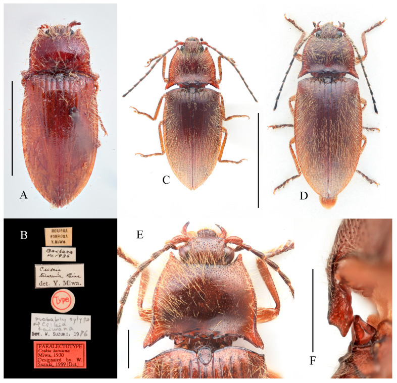 Figure 12