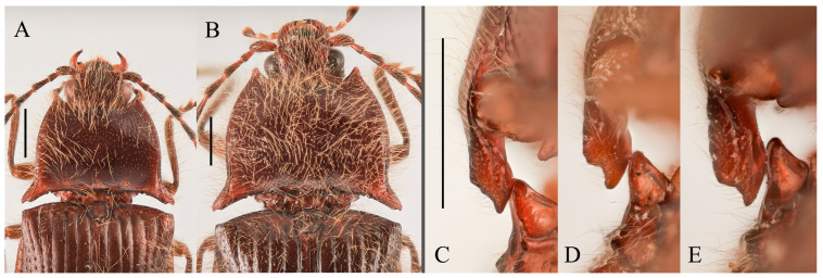 Figure 15
