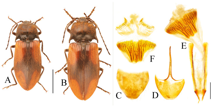 Figure 30
