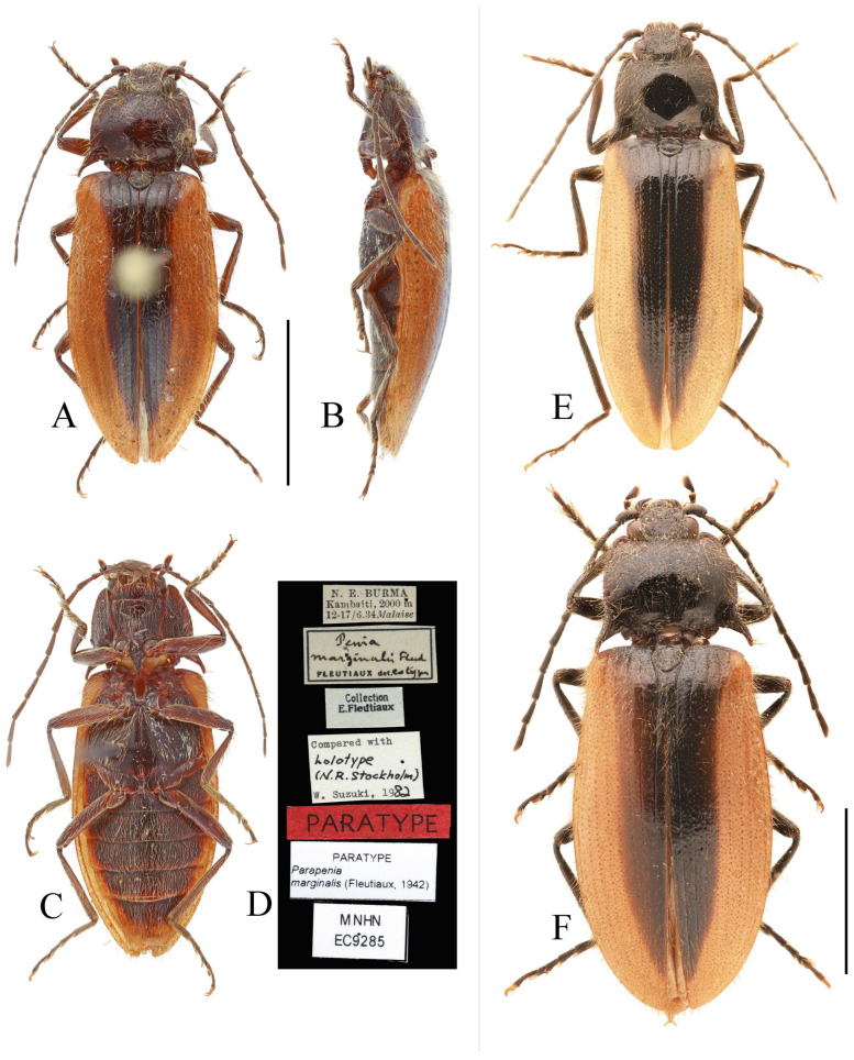Figure 32