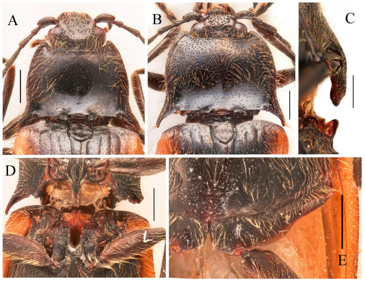 Figure 33