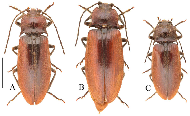 Figure 35
