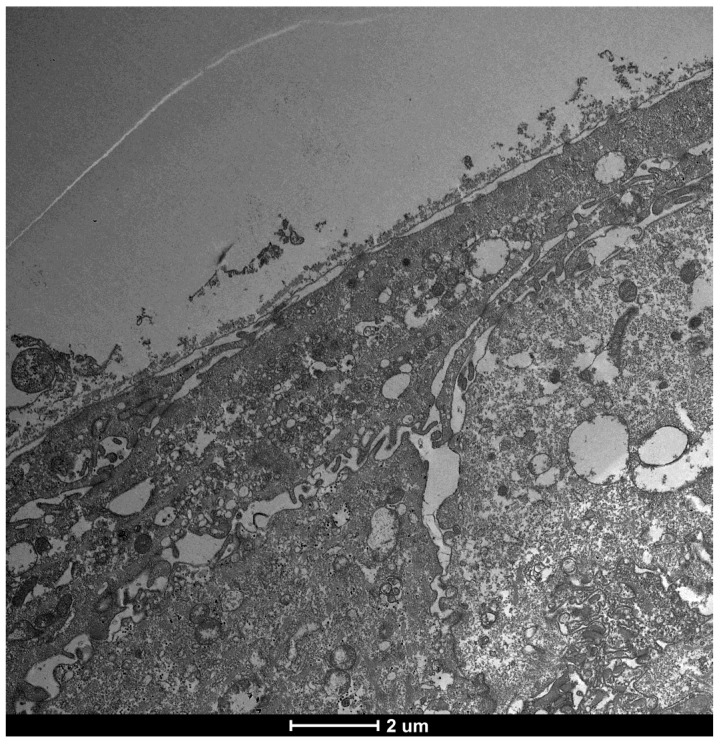 Figure 19