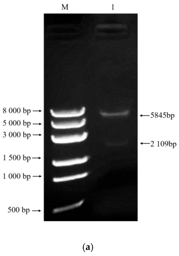 Figure 18
