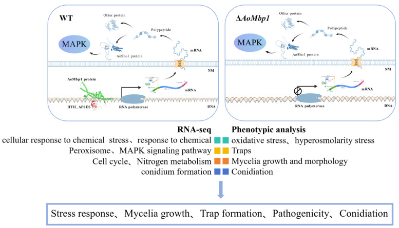 Figure 20