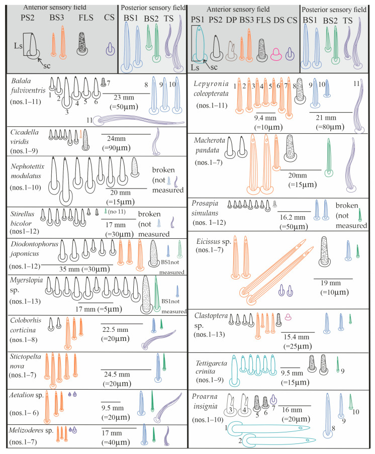 Figure 12