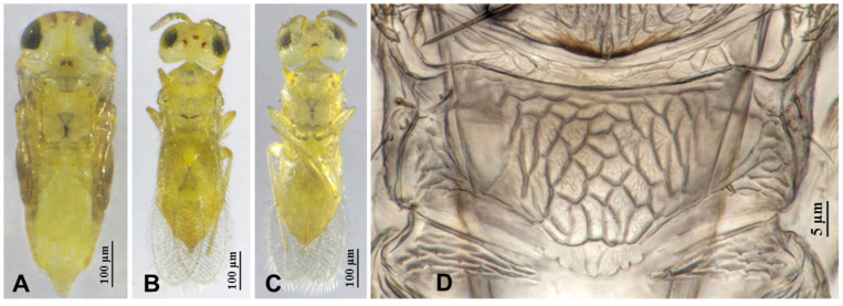 Figure 7