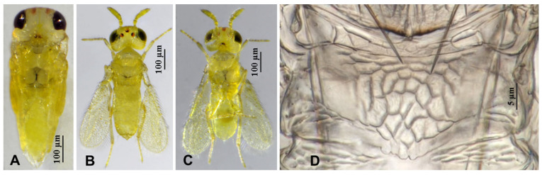 Figure 9