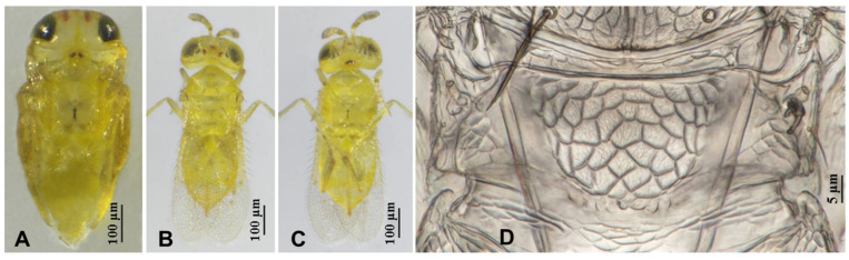 Figure 11