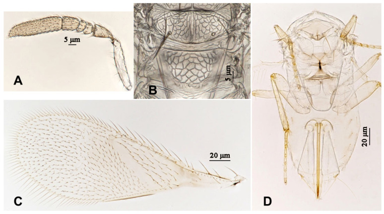 Figure 12