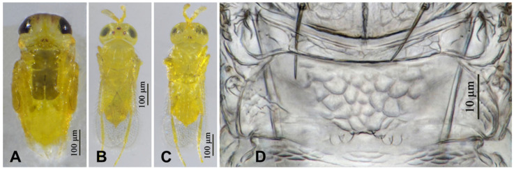 Figure 13