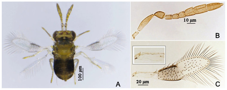 Figure 15