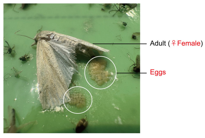 Figure 14