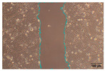 Figure 17
