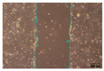 Figure 26