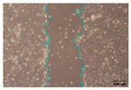 Figure 27