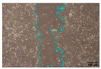 Figure 28