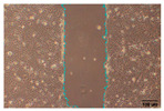 Figure 29
