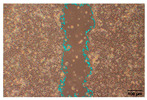 Figure 31