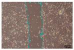 Figure 36