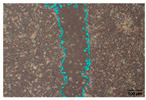 Figure 37