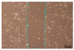 Figure 38