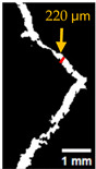 Figure 31