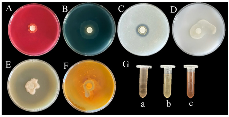 Figure 11