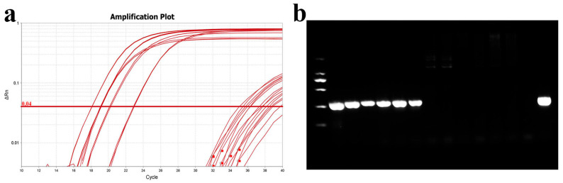 Figure 11