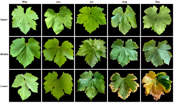 Figure 2