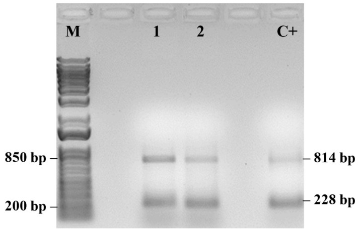 Figure 7