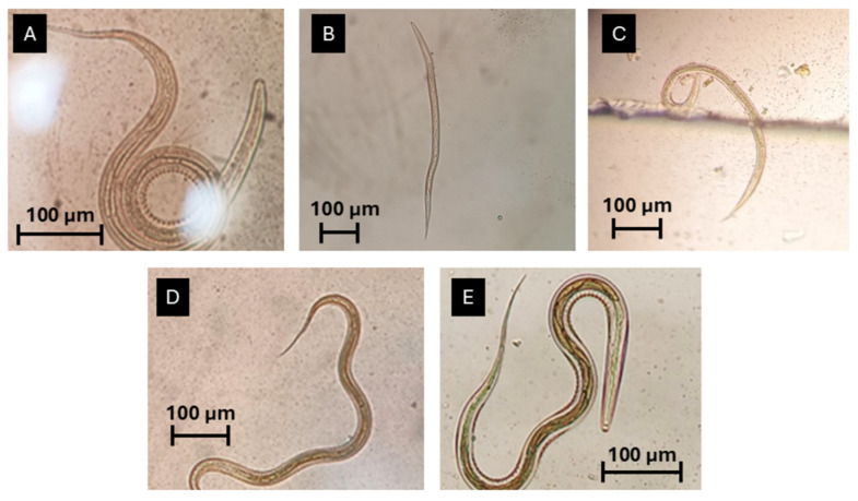 Figure 5