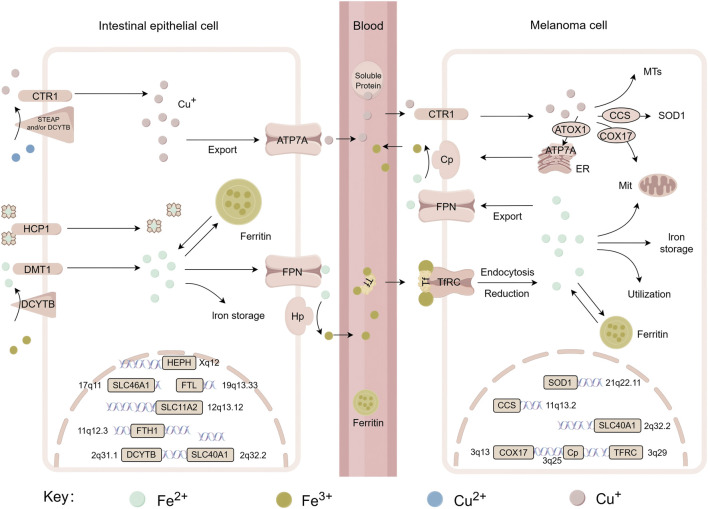 FIGURE 3