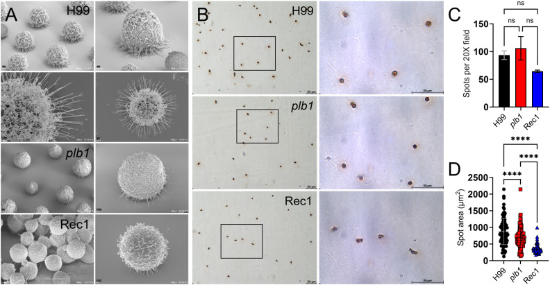Figure 6