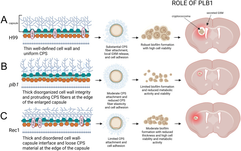 Figure 11