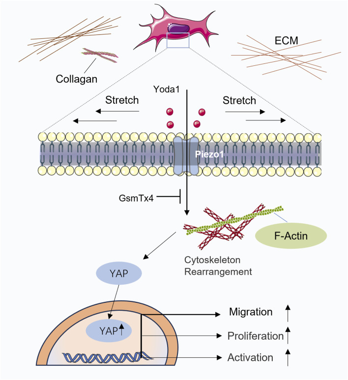 FIGURE 4