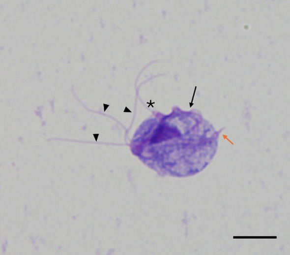 Figure 2