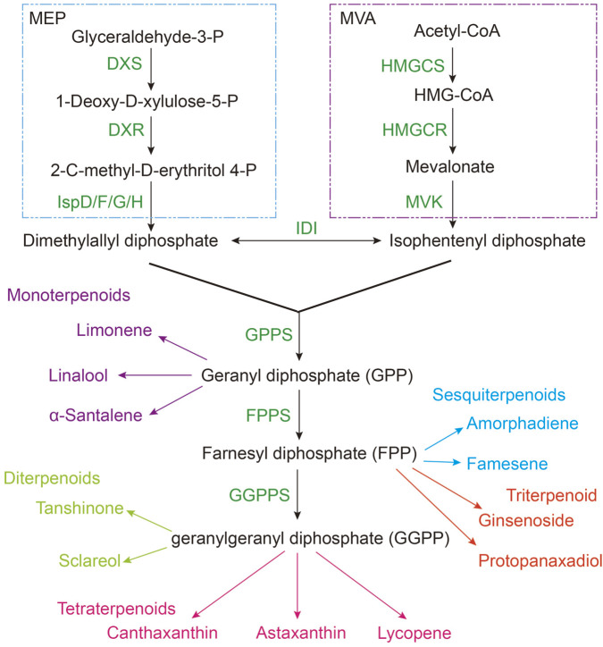 FIGURE 1